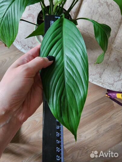 Спатифиллум