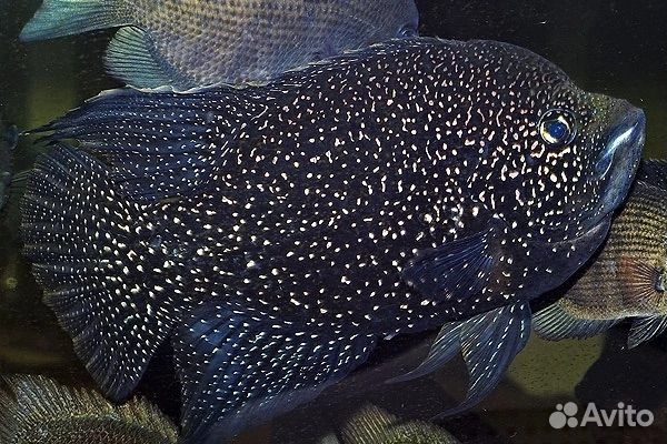 Илистый прыгун