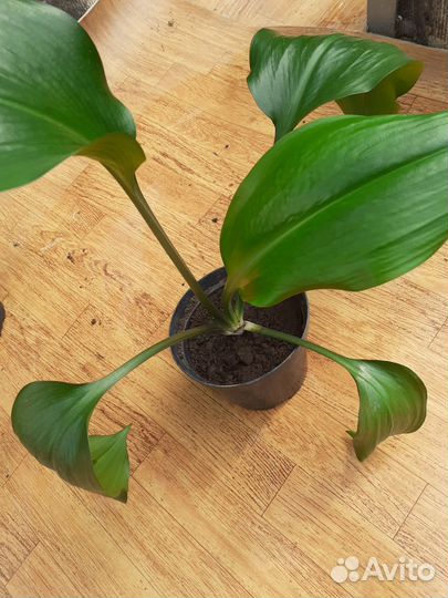 Эухарис амазонская лилия