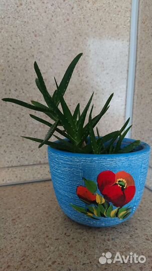 Алоэ в горшке