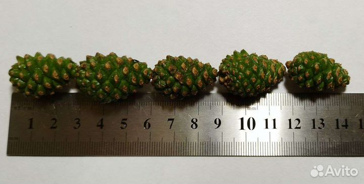 Шишка зеленая сосновая