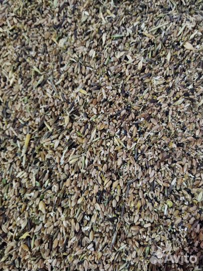 Зерноотходы пшеничные 35 кг