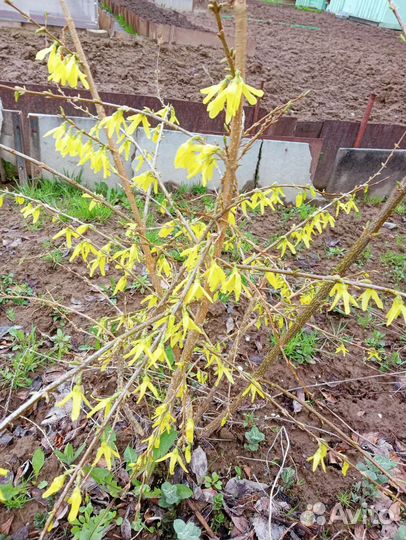 Форзиция, магония, вейгелла, спирея, лапчатка