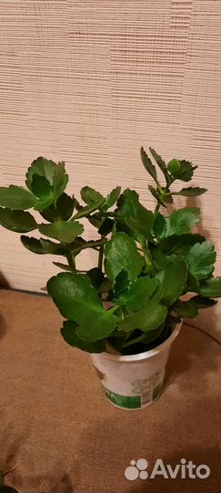 Каланхоэ цветущий