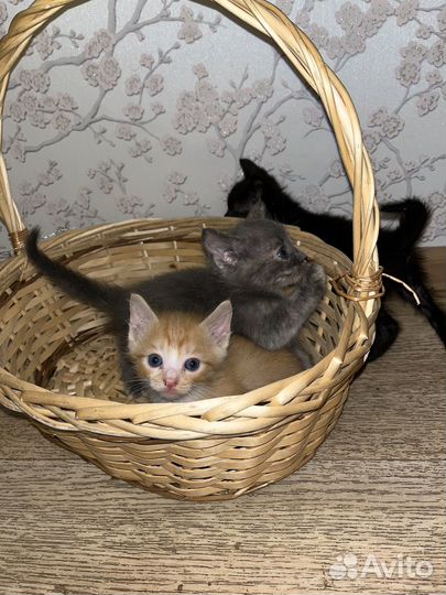 Котята в добрые руки