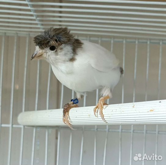 Кенора и канарейки