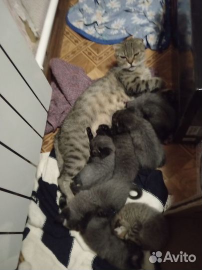 Котята вислоухие