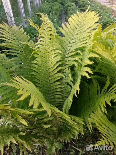Папоротник сортовой