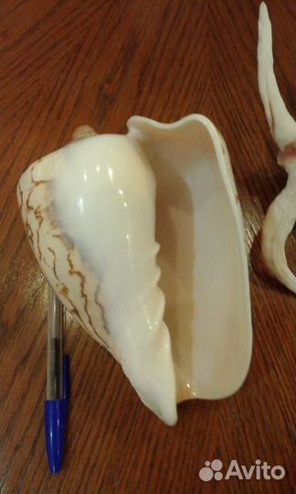 Морские ракушки 18 см