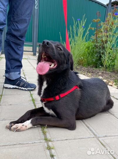 Дарю собака