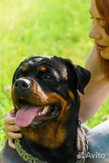 Ротвейлер на фотосессию