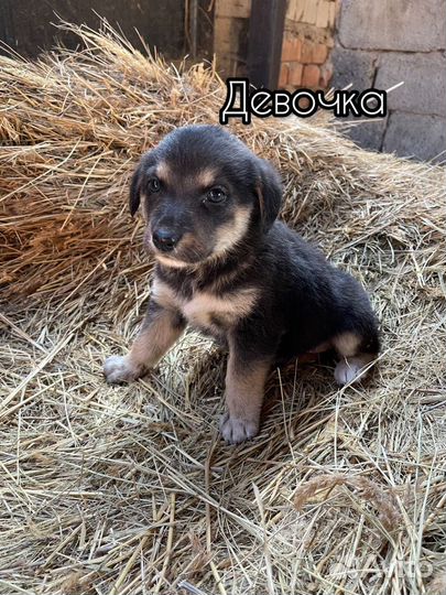 Большой выбор щенят в хорошие руки