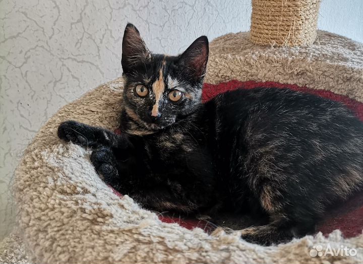 Котенок девочка 5 мес