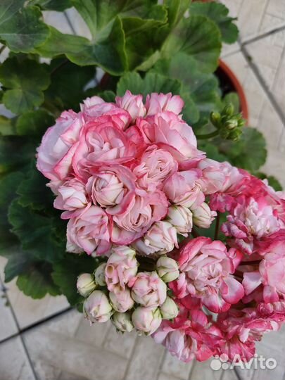 Пеларгония, герань розебудная DenisSutarve