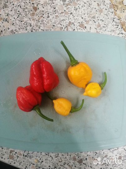 Рассада перца Каролина Рипер