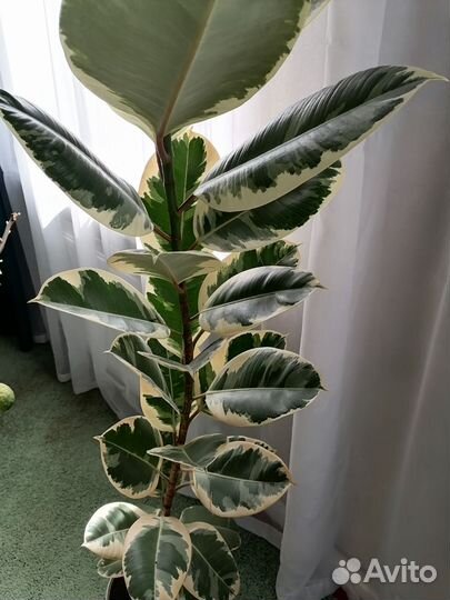 Фикус каучуконосный пестролистный