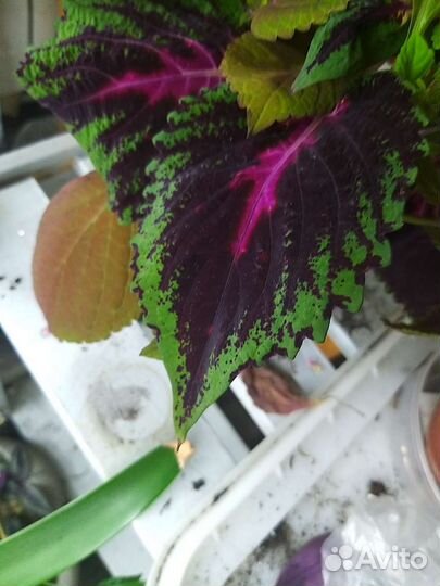 Черенки колеуса