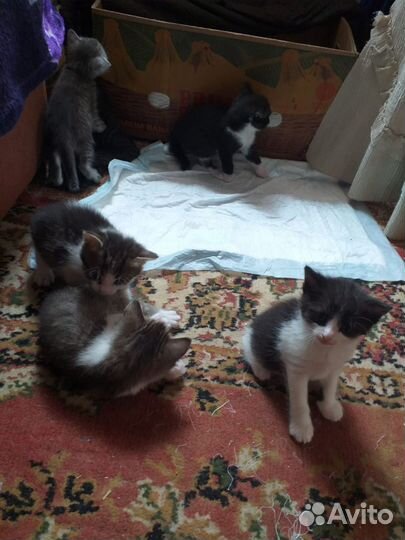 Котята