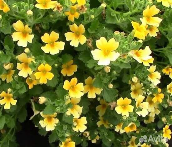 Джеймсбриттения