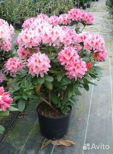 Рододендрон