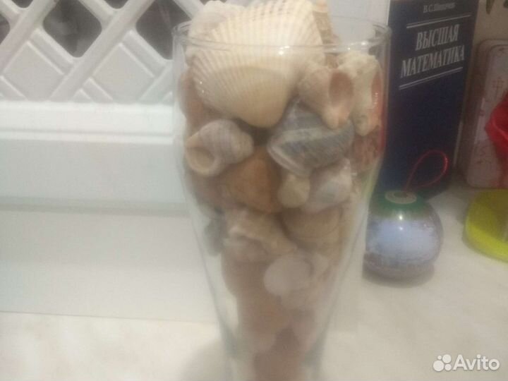 Морские ракушки раковины