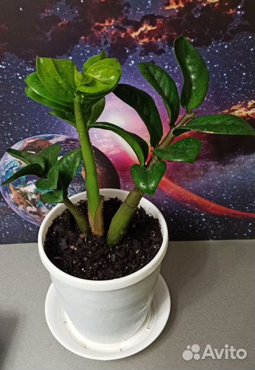 Замиокулькас Зензи