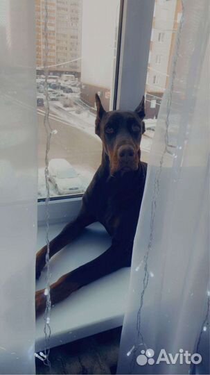 Доберман для вязки