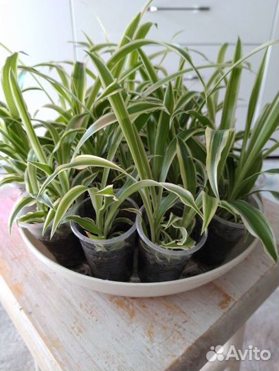 Хлорофитум