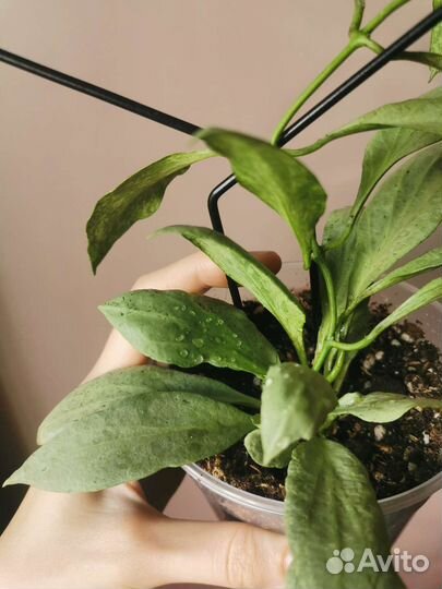 Хойи сортовые