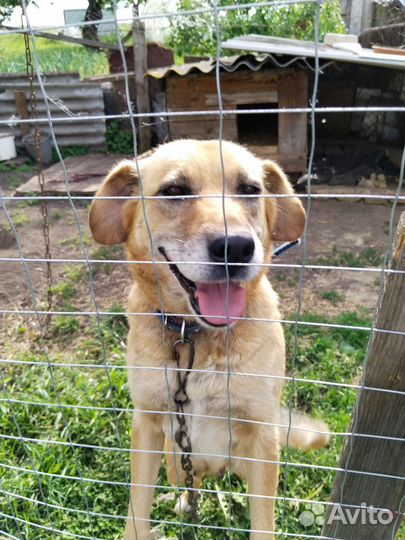 Щенки дворняги