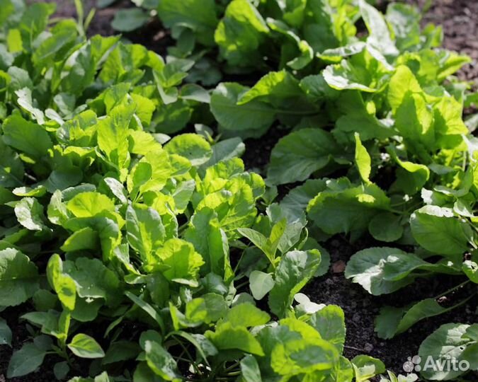 Семена Кресс-Салата 