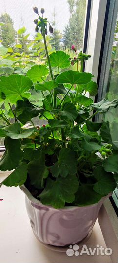 Герань пеларгония