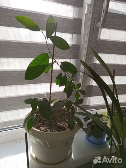 Лимон Майера, лимон Россо