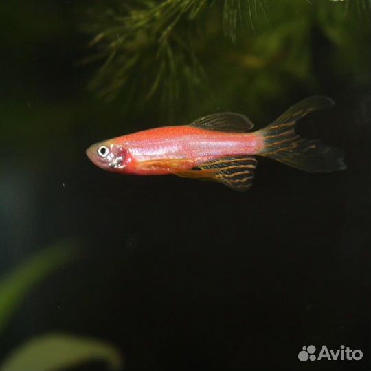 Рыбы данио. Неоны. Тернеция. Пецилия. Сомики