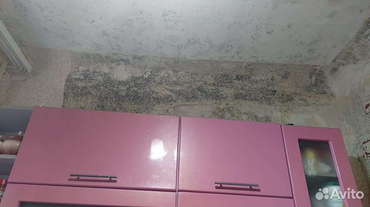 Уничтожение тараканов, клопов, муравьев. Короеда