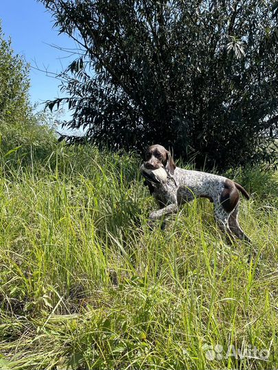 Курцхаар вязка