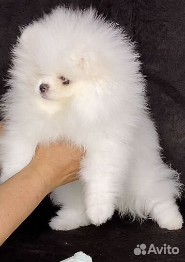 Померанский шпиц мини