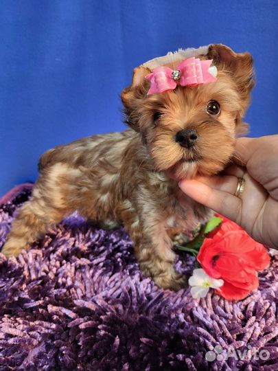 Девочка 3,5 мес золотой рыжий йорк