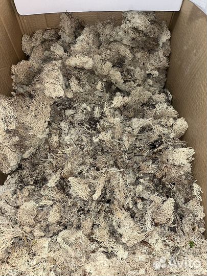 Мох декоративный