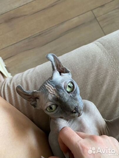 Кошка сфинкс эльф