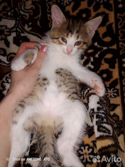 Коты и кошки