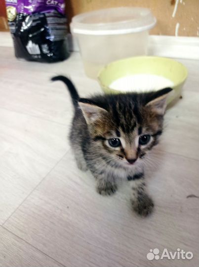 Котята в добрые руки бесплатно