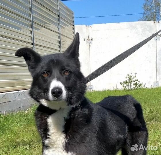 Красивый пёс в дар