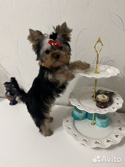 Йоркширский терьер