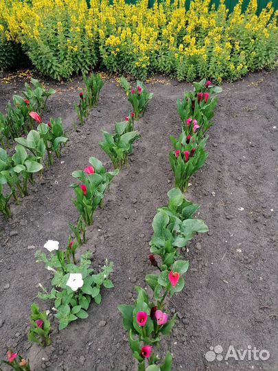 Луковицы каллы