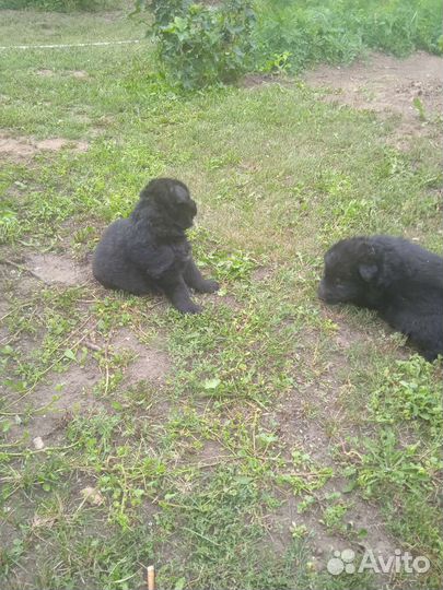 Щенки немецкой овчарки