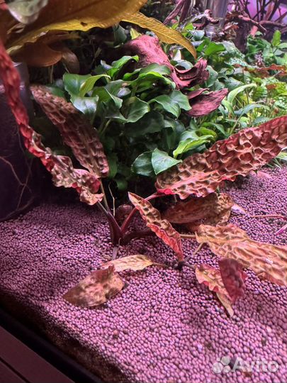 Криптокорина Kee