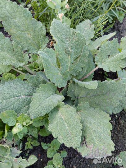 Шалфей мускатный