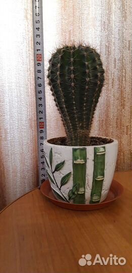 Кактус эхинопсис в керамическом горшке