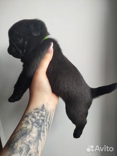 Щенки мопса